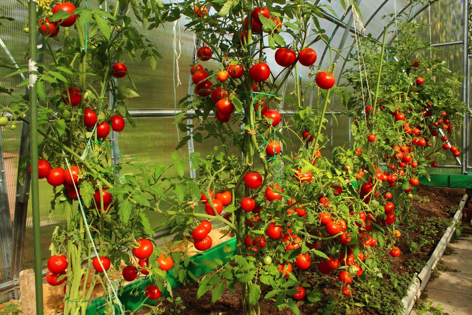 Tomaten und Gurken pflanzen: Einfacher Anfänger-Guide für deinen Garten
