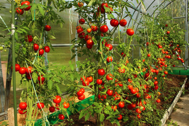Tomaten und Gurken pflanzen: Einfacher Anfänger-Guide für deinen Garten