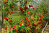 Tomaten und Gurken pflanzen: Einfacher Anfänger-Guide für deinen Garten