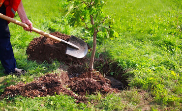 Garten im Sommer pflegen: 7 einfache Tipps für gesunde Pflanzen